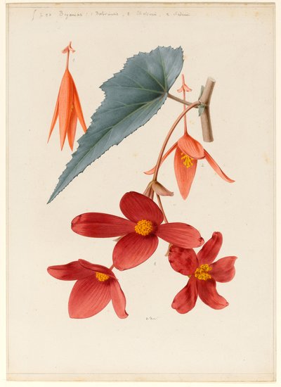 Dibujo analítico de una flor, hojas y una sección de rama de Alfred Riocreux